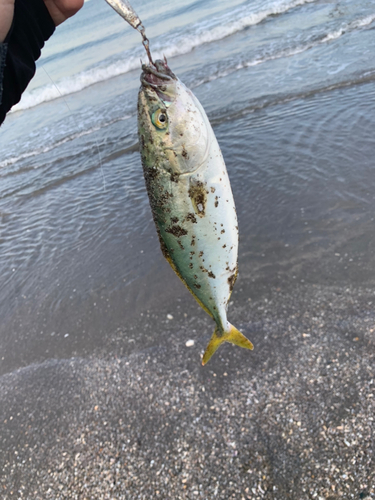 ワカシの釣果