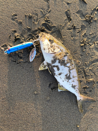 ショゴの釣果