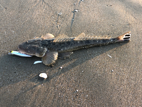 マゴチの釣果