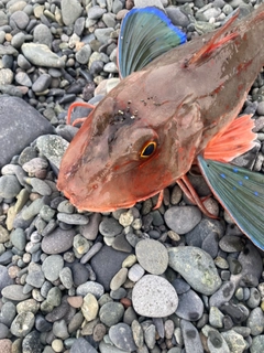 ホウボウの釣果