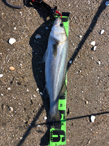 スズキの釣果