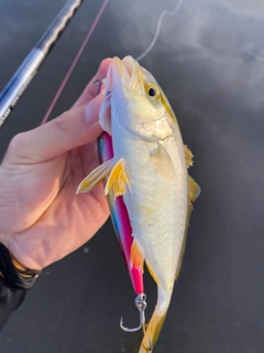 ショゴの釣果