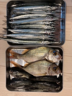 サヨリの釣果