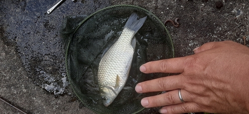 ヘラブナの釣果