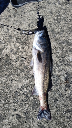 スズキの釣果