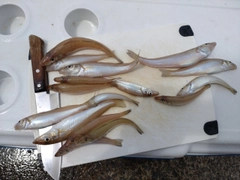 キスの釣果