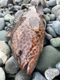 オオモンハタの釣果