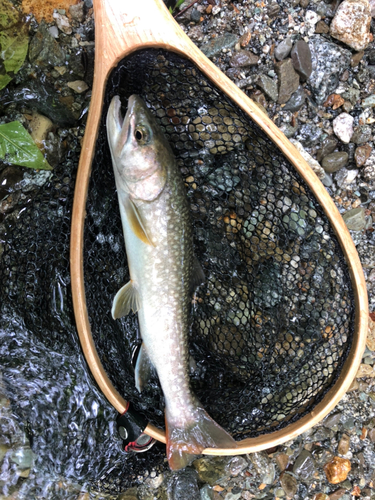 イワナの釣果