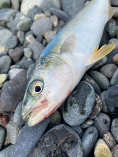 ワカシの釣果