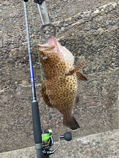 オオモンハタの釣果