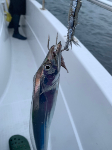 タチウオの釣果