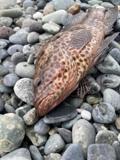 オオモンハタの釣果