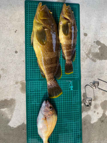 アオハタの釣果