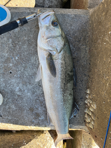 スズキの釣果