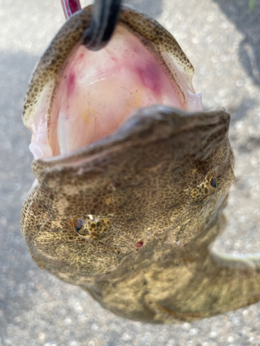 マゴチの釣果