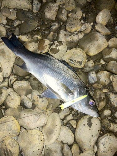 フッコ（マルスズキ）の釣果