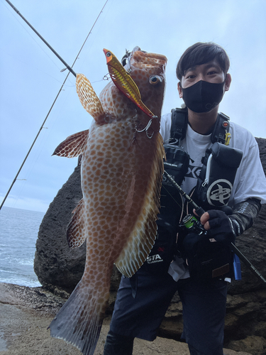 オオモンハタの釣果