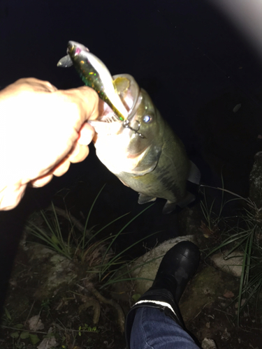 ブラックバスの釣果