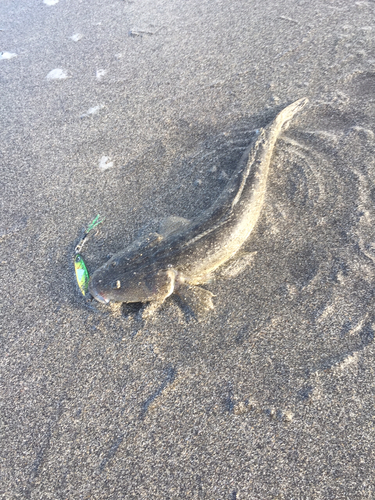 マゴチの釣果