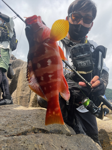 アカハタの釣果