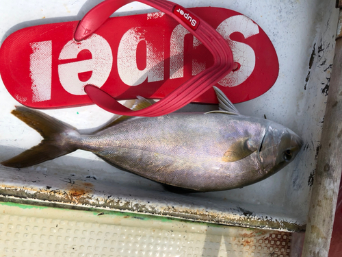 ショゴの釣果