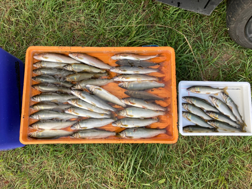 アユの釣果