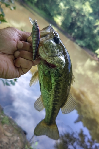 ラージマウスバスの釣果