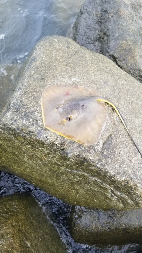 エイの釣果