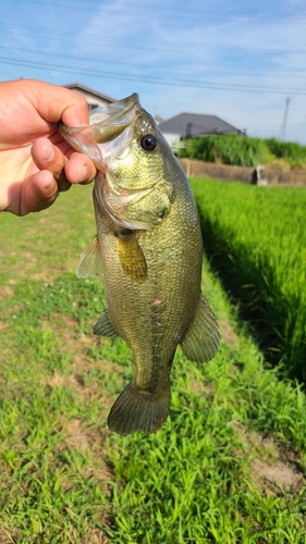 カムルチーの釣果