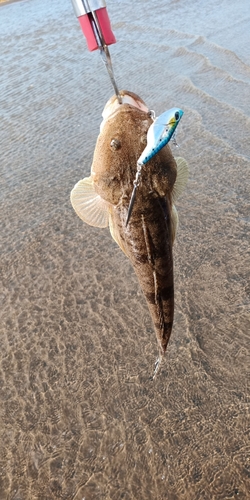 コチの釣果