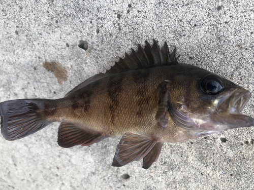 クロメバルの釣果