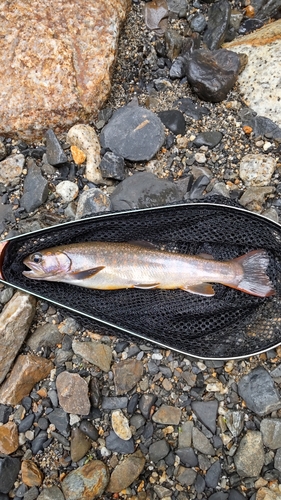 イワナの釣果