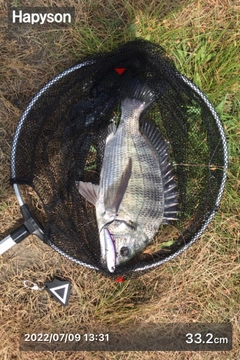 クロダイの釣果
