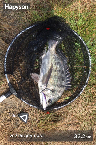 クロダイの釣果