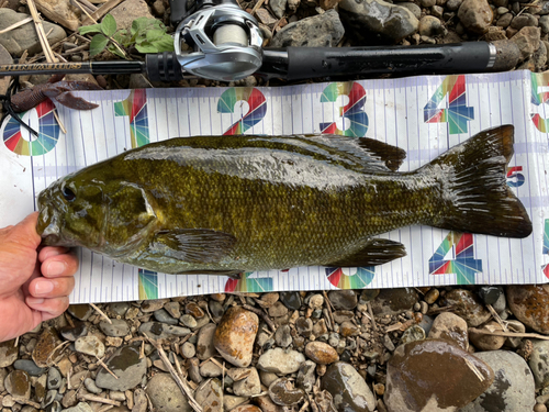 スモールマウスバスの釣果