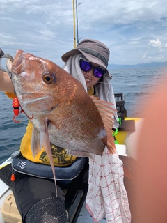 マダイの釣果