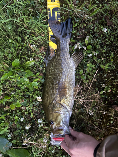 スモールマウスバスの釣果