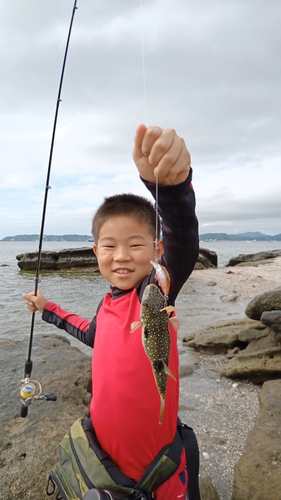 クサフグの釣果