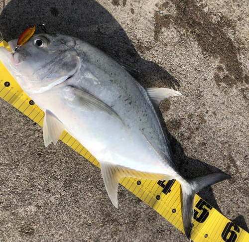 ロウニンアジの釣果