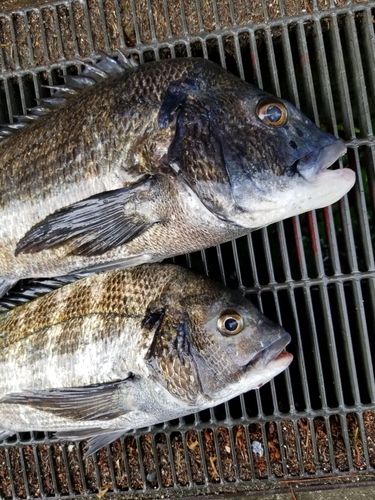 チヌの釣果