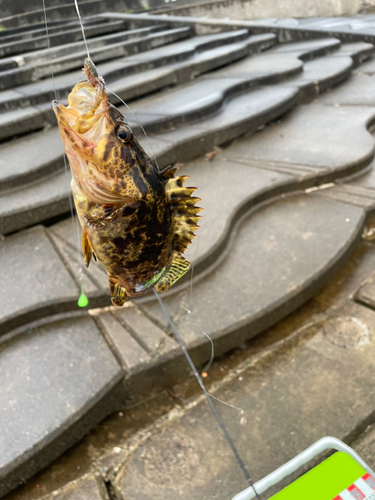 タケノコメバルの釣果