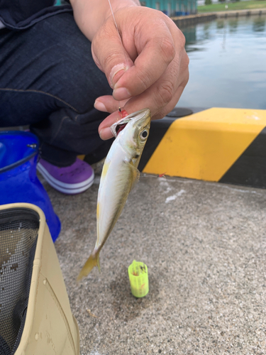 サバの釣果