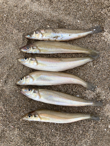 シロギスの釣果