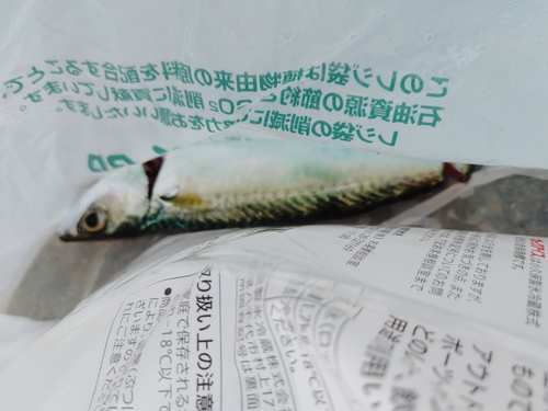 サバの釣果