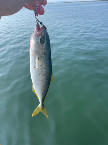 ツバスの釣果