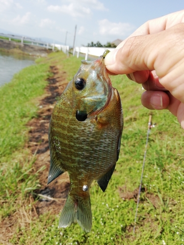 ブルーギルの釣果