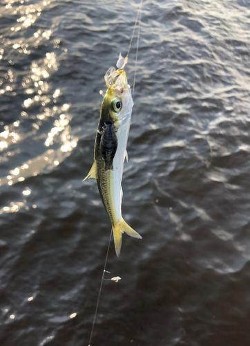 サッパの釣果