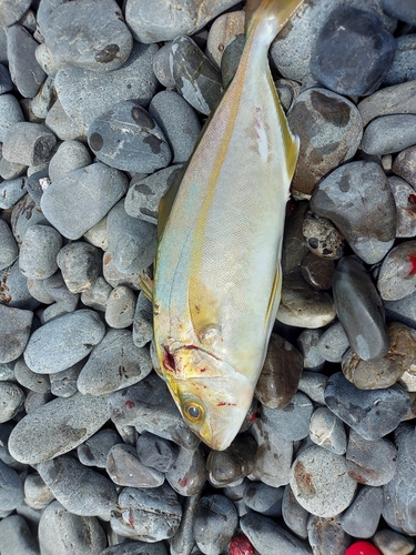 ショゴの釣果