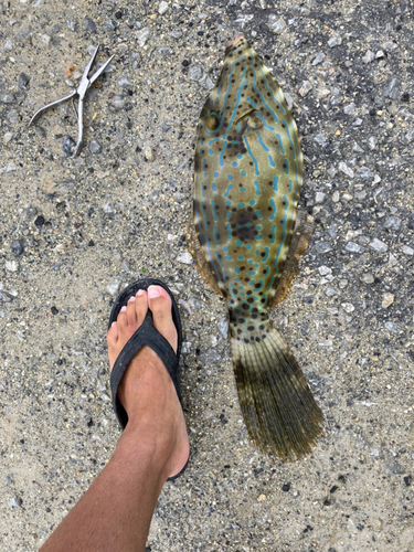 ソウシハギの釣果