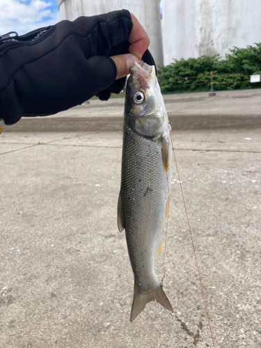 ウグイの釣果